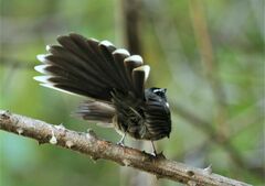 Rhipidura albicollis