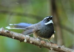 Rhipidura albicollis