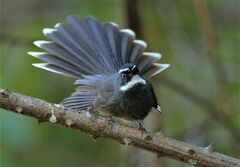 Rhipidura albicollis