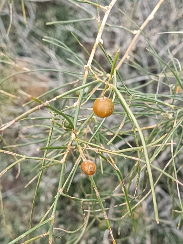 Asparagus arborescens image