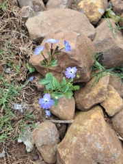 Browallia americana