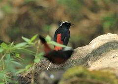 Phoenicurus leucocephalus