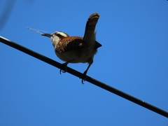 Campylorhynchus rufinucha