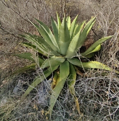 Agave seemanniana