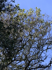 Quercus × ganderi