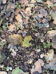 Quercus × ganderi