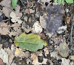 Quercus × ganderi