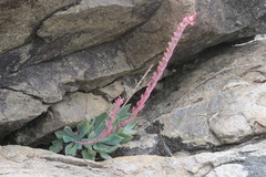 Echeveria strictiflora