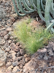 Sonchus leptocephalus