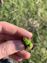 Sphaerocarpos texanus