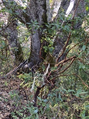 Quercus × ganderi