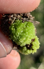 Sphaerocarpos texanus