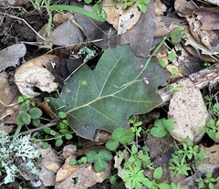 Quercus × ganderi