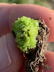 Sphaerocarpos texanus