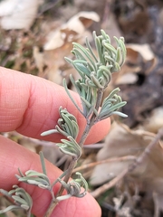 Lavandula pedunculata