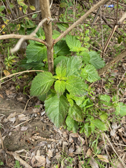 Lantana × strigocamara
