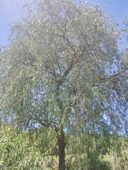 Acanthosyris falcata