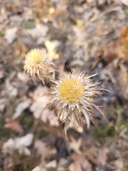 Carlina vulgaris