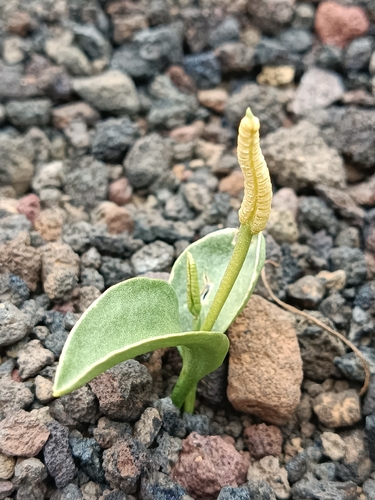 Ophioglossum polyphyllum image