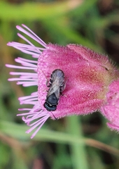 Ceratina