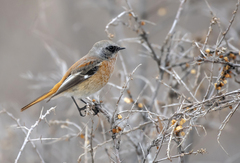 Phoenicurus erythronotus