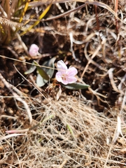 Claytonia rosea