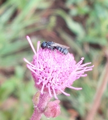 Ceratina