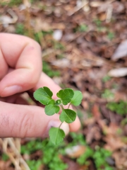Veronica hederifolia