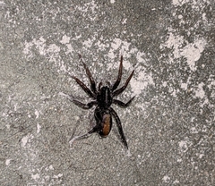 Castianeira descripta