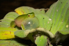 Rio Lime Treefrog photo 2