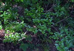 Rhododendron arborescens