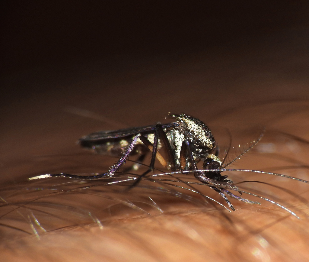 Psorophora albipes