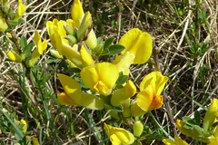 Chamaecytisus ratisbonensis