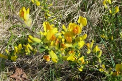 Chamaecytisus ratisbonensis