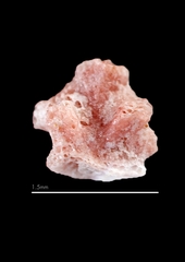 Miniacina miniacea