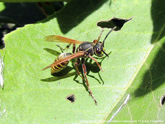 Polistes cinerascens