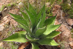 Agave salmiana