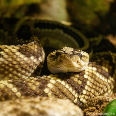 Crotalus totonacus