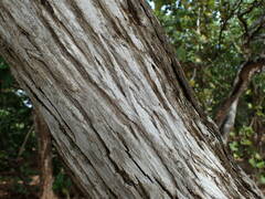 Cordia sebestena