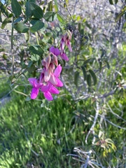 Lathyrus vestitus alefeldii