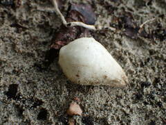 Cordia sebestena