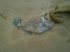 Meuschenia freycineti