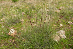 Muhlenbergia rigida