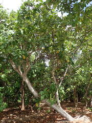 Cordia sebestena