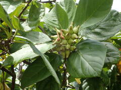 Cordia sebestena