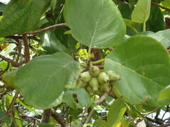 Cordia sebestena