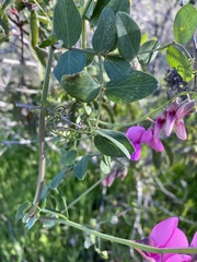 Lathyrus vestitus alefeldii