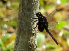 Erythemis attala
