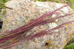 Muhlenbergia rigida