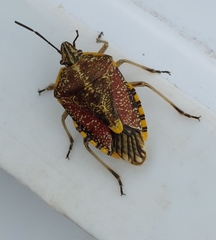 Agonoscelis versicoloratus